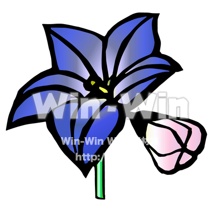 桔梗のCG・イラスト素材 W-028930