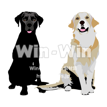 ラブラドールレトリーバーとゴールデンレトリーバーのCG・イラスト素材 W-029878