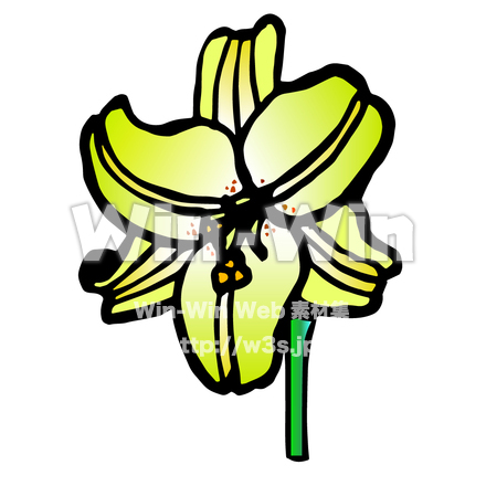 ゆりの花のCG・イラスト素材 W-028929