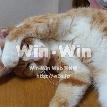 モモちゃんの写真素材 W-028964