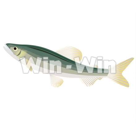 川魚のCG・イラスト素材 W-028900