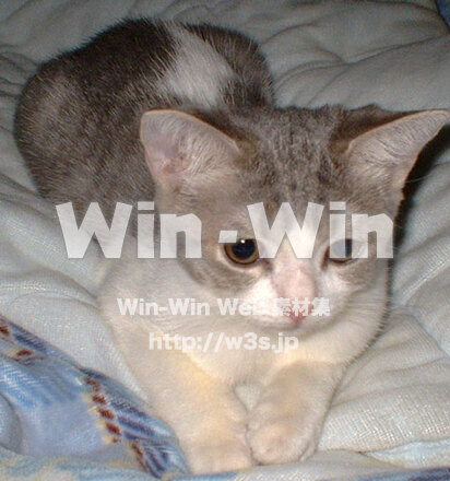 しおりちゃんの写真素材 W-028957