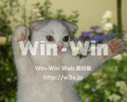 チョロちゃんの写真素材 W-028960