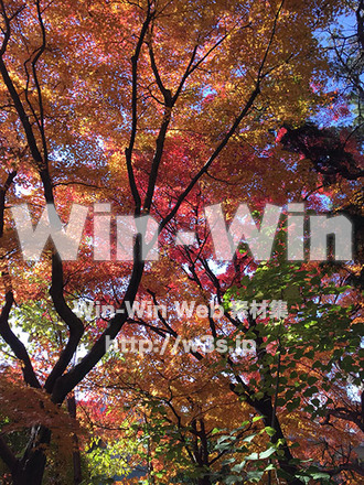 紅葉の写真素材 W-028893