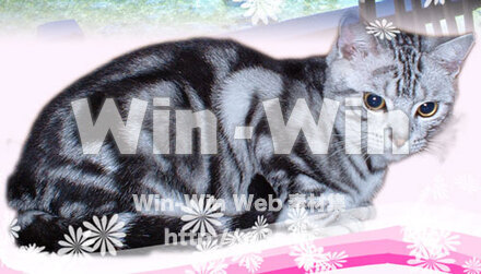 ミロ店長の写真素材 W-028962