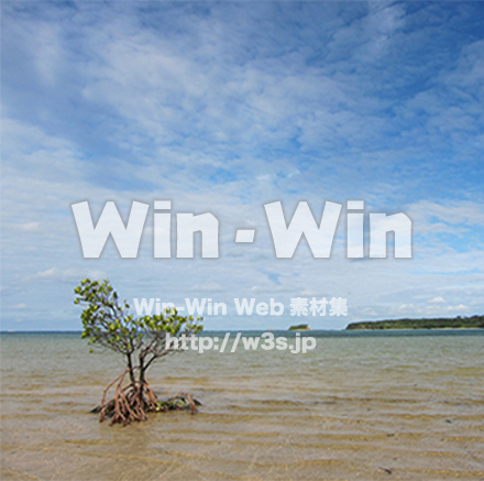 海辺の1本の木の写真素材 W-028860