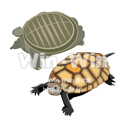 亀とスッポンのCG・イラスト素材 W-029883