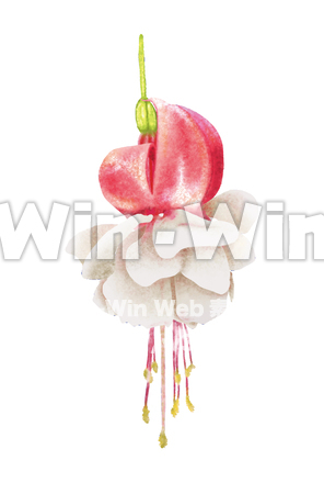 タイツリソウのCG・イラスト素材 W-029683