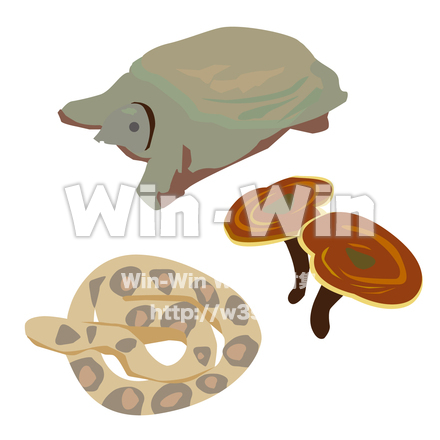 健康食品素材3種（すっぽん、霊芝、マムシ）のCG・イラスト素材 W-029583