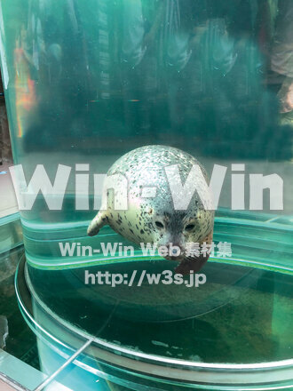 アザラシの写真素材 W-028954