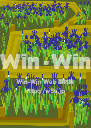 花菖蒲畑のCG・イラスト素材 W-028376