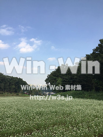 そば畑の写真素材 W-028898