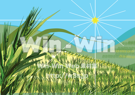 大麦畑のCG・イラスト素材 W-029946