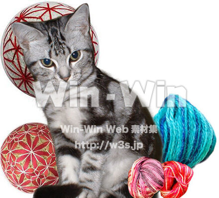 猫のショーちゃんの写真素材 W-028966