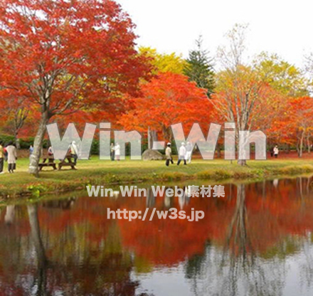 紅葉の写真素材 W-028861