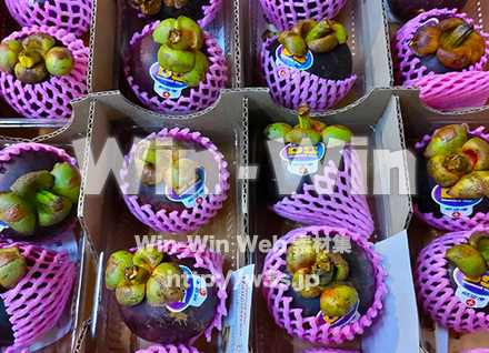 マンゴスティンの写真素材 W-029121