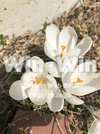 クロッカスの写真素材 W-028891