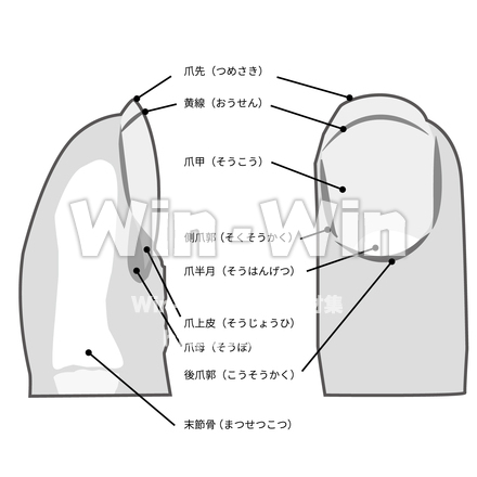 指の構造のシルエット素材 W-028569