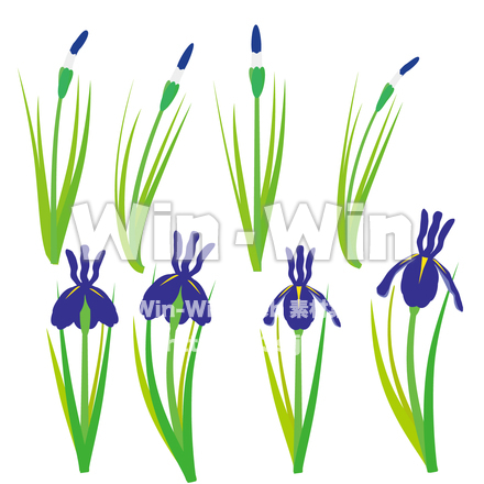 花菖蒲のCG・イラスト素材 W-028375