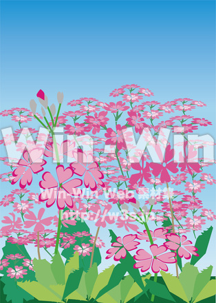 サクラソウの花畑のCG・イラスト素材 W-029239