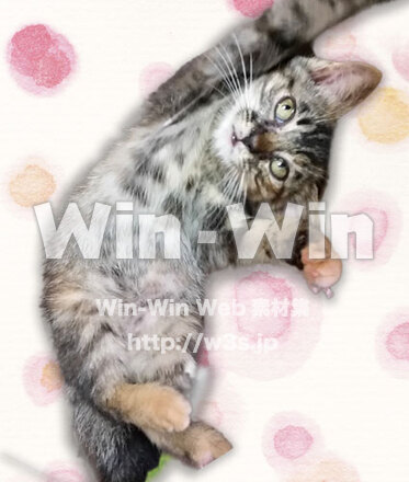 マルちゃんの写真素材 W-028961