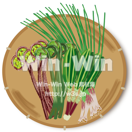 山菜（赤こごみ　ぜんまい　行者にんにく　あさつき）のCG・イラスト素材 W-028716