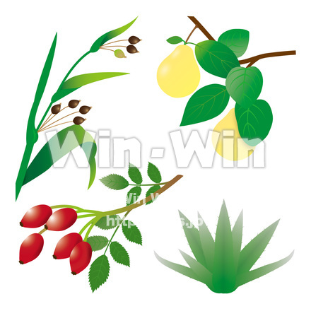 美容に良い植物のCG・イラスト素材 W-028501