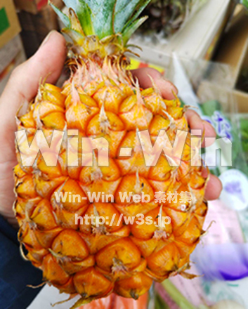 パイナップルの写真素材 W-029120