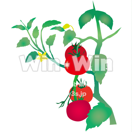 トマトのCG・イラスト素材 W-028246