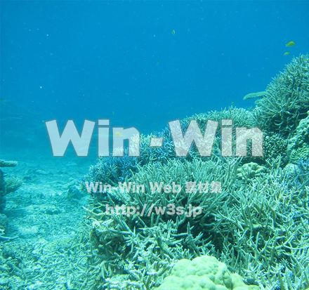 珊瑚の海の写真素材 W-028858