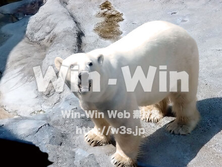 シロクマの写真素材 W-028956