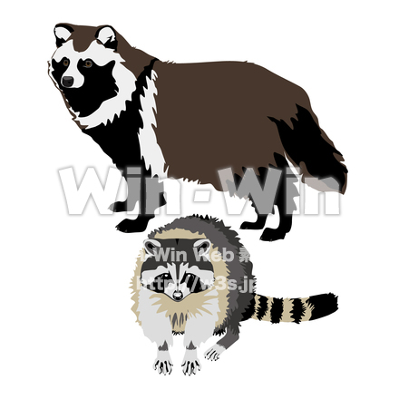 狸とアライグマのCG・イラスト素材 W-029896