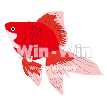 金魚1のCG・イラスト素材 W-030591