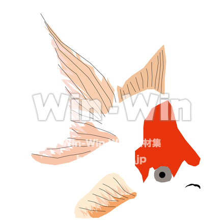 金魚2のCG・イラスト素材 W-030590