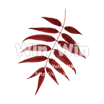 紅葉のCG・イラスト素材 W-030064