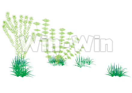 水草３種のCG・イラスト素材 W-030588