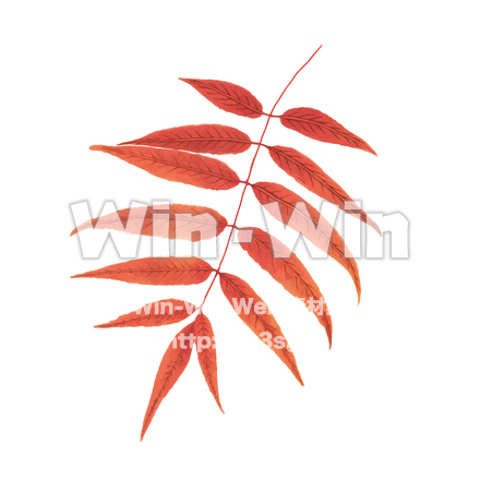 紅葉のCG・イラスト素材 W-030065