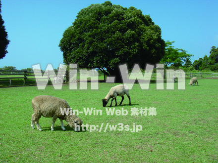 牧場の写真素材 W-022580